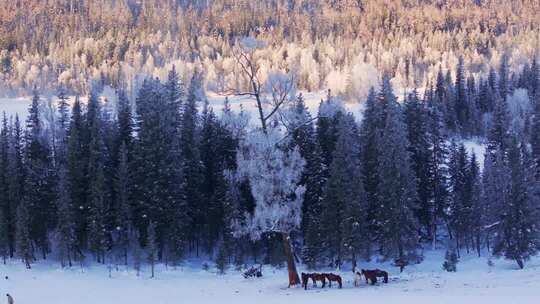 新疆阿勒泰地区喀纳斯景区雪景航拍