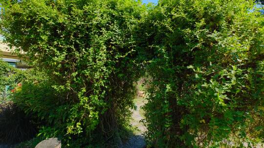 穿过植物拱门 秘密花园