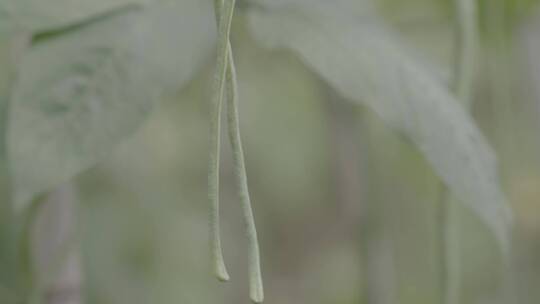 豇豆叶和豇豆花LOG