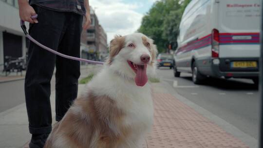 街上牵着的小狗遛狗逛街视频素材模板下载