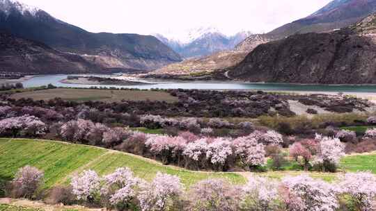 春天西藏林芝雅鲁藏布大峡谷桃花花海航拍