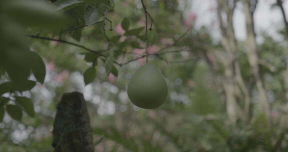 云南芒市勐巴娜西珍奇园热带植被