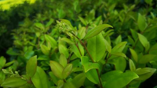 实拍大自然绿色蔬菜植物鲜花