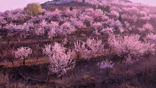 航拍南山杏花沟