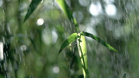 竹林下太阳雨，雨水升格慢镜头视频