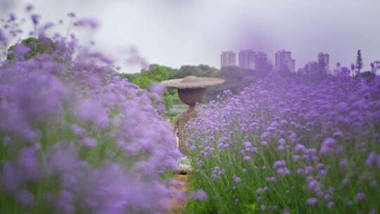 武汉光谷花海自然风景