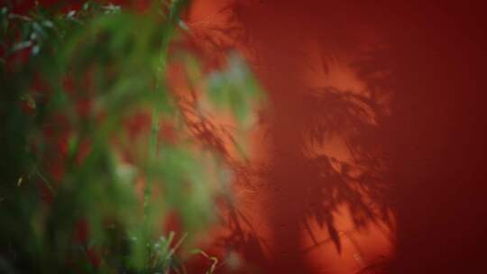 白马寺红墙唯美意境光影树影