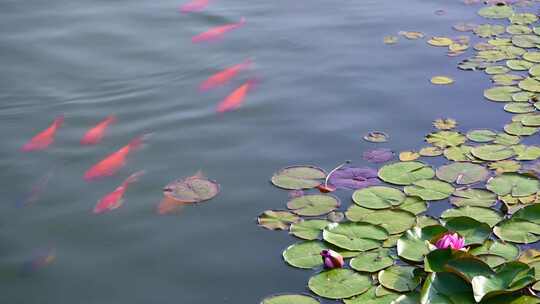 夏天池塘里的莲叶与锦鲤自然生态