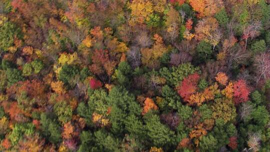 航拍秋季的五彩山林