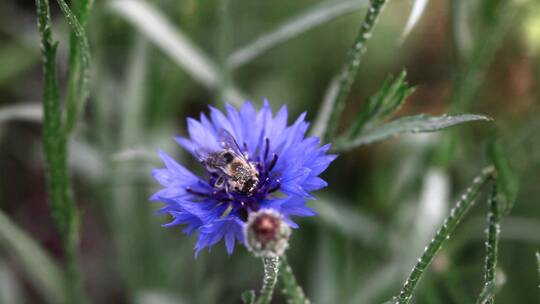 蜜蜂在蓝色的花朵上采蜜视频素材模板下载