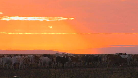 日落时分牛群穿过田野视频素材模板下载