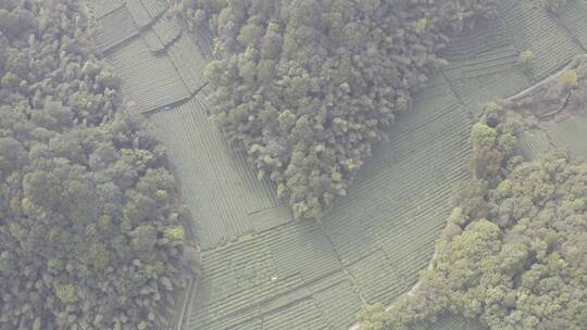 杭州西湖梅家坞茶园茶山视频素材模板下载