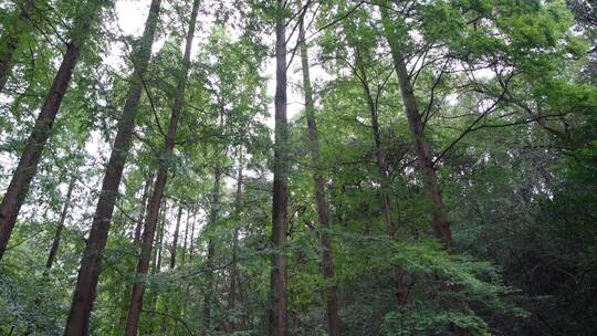 杭州西湖景区虎跑公园森林氧吧