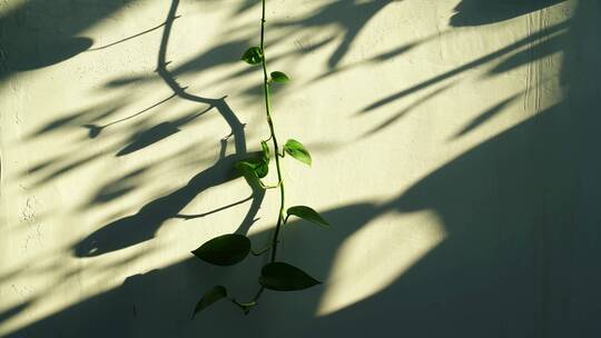 阳光植物光影变化绿萝叶子阴影延时时间流逝视频素材模板下载