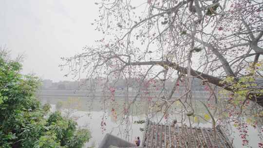 唯美意境岭南特色古建筑旁盛开的百年木棉花