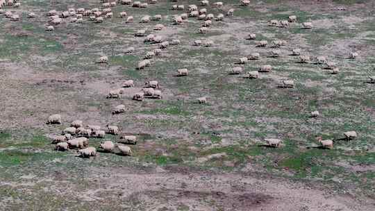 西藏那曲草原上成片的羊群航拍