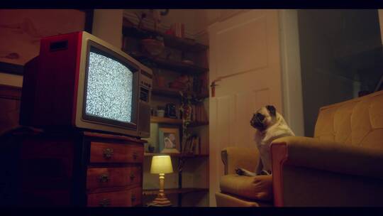沙发上看电视的小狗视频素材模板下载