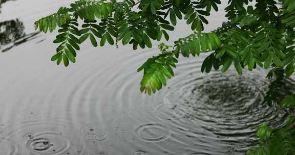 大雨雨水雨滴湖面波纹绿叶唯美意境