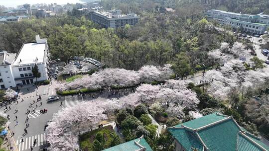 武大樱花