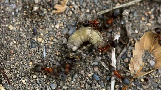 蚂蚁与幼虫搏斗