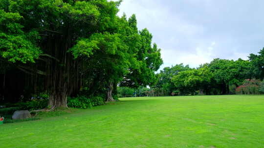 公园 树林 森林 草坪 草地 绿地 榕树