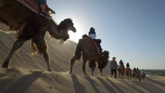 骆驼商队经过沙漠视频素材模板下载
