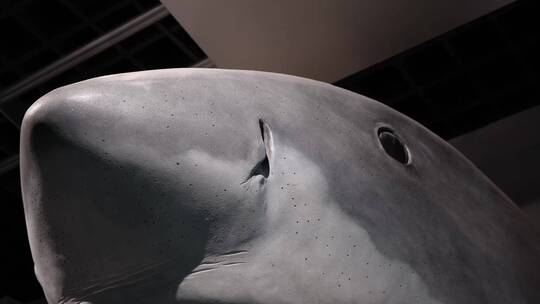 大白鲨鲨鱼牙齿模型