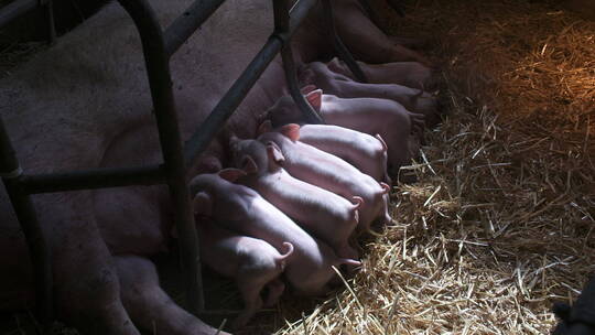 小猪在吮吸母亲的乳汁视频素材模板下载