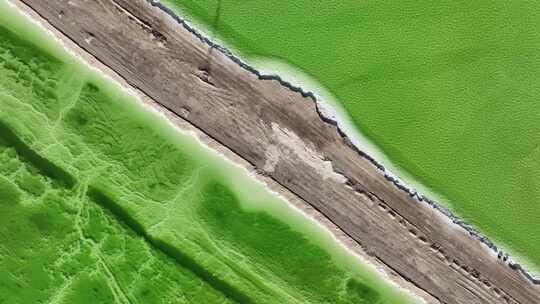 察尔汗盐湖的绿色岸线