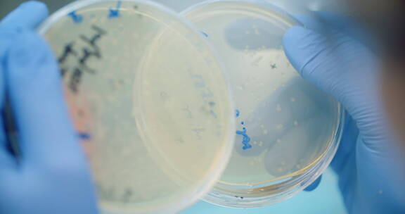 观察培养皿中细菌的科学家