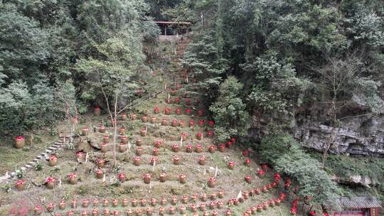 山林中摆满酒坛的独特景象