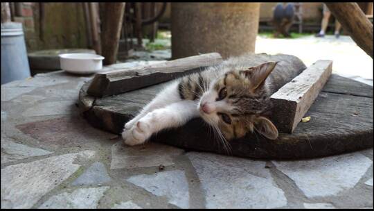 小猫躺在木板上休息睡觉