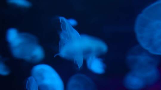 海洋生物水母游动视频素材模板下载