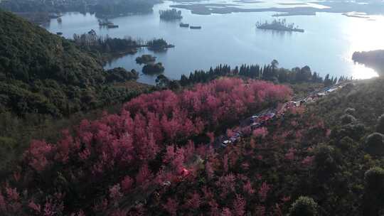 俯瞰粉色花海与湖水交相辉映的美景