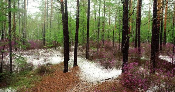 大兴安岭春季降雪后的杜鹃花森林