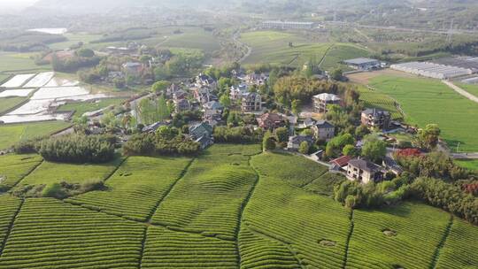 农场在中国种植茶园果园