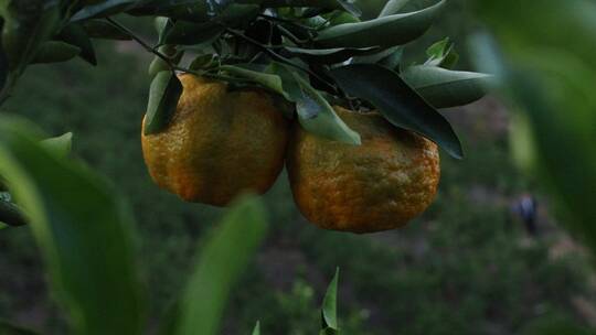 农业柑橘