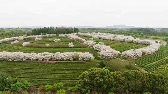 凤凰沟樱花6