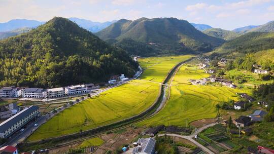 金黄色大片稻田乡村振兴大地丰收秋天航拍