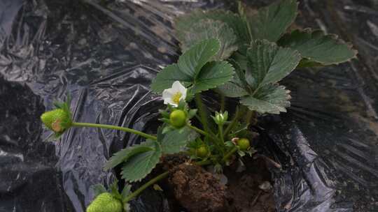 草莓园 农田 农业作物 水果 绿色植物 温室