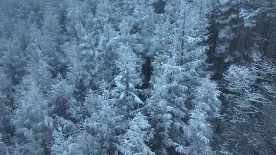 东北冬天暴雪大雪中的林海雪原