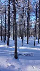 银装素裹雪原松林