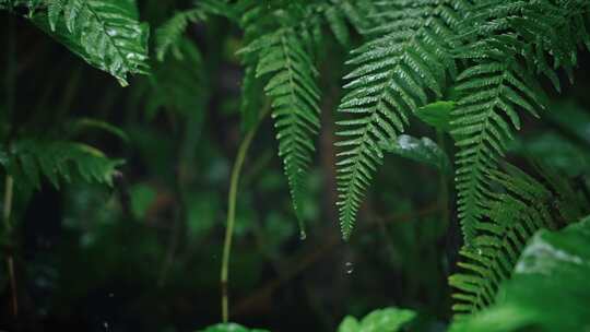 欧洲蕨开花春雷春雨春天绿植雨滴2540视频素材模板下载