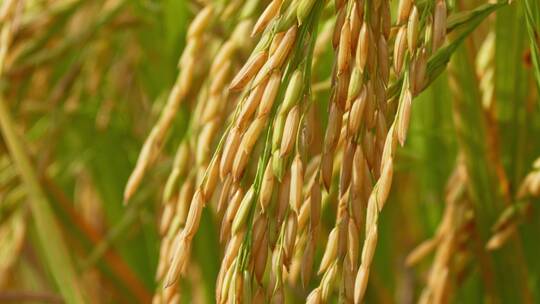 水稻成熟粮食大米
