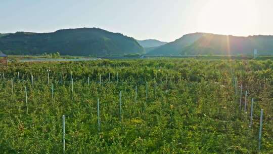 苹果种植基地