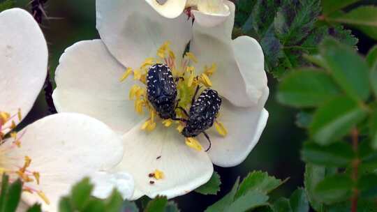 flor de bejuco con e