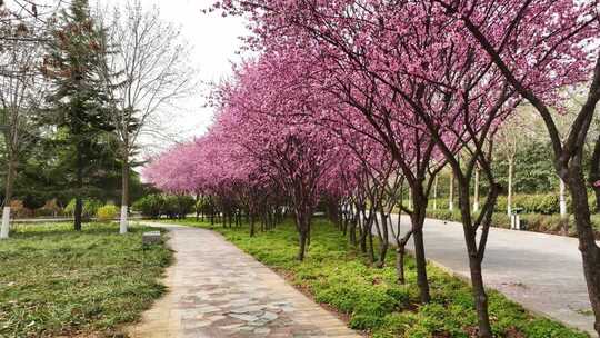 春天公园里大片紫红色梅花盛开
