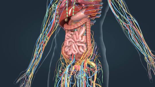 3D人体解剖肺脏肝脏心脏肠胃人体奥秘