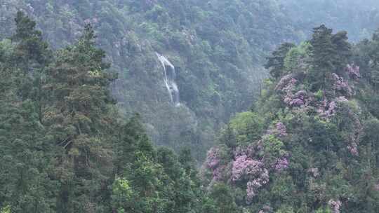 高山杜鹃花 瀑布