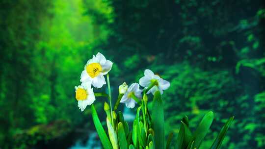 水仙花花开延时摄影